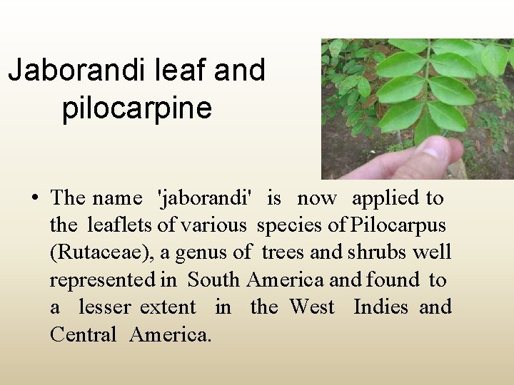 Jaborandi leaf and pilocarpine • The name 'jaborandi' is now applied to the leaflets