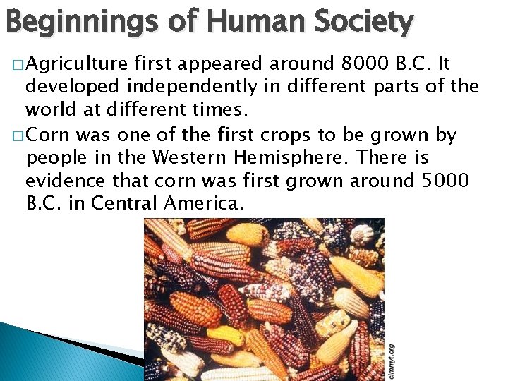 Beginnings of Human Society � Agriculture first appeared around 8000 B. C. It developed