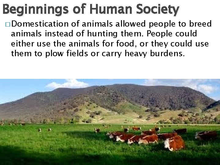 Beginnings of Human Society � Domestication of animals allowed people to breed animals instead