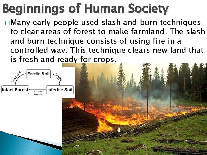 Beginnings of Human Society � Many early people used slash and burn techniques to
