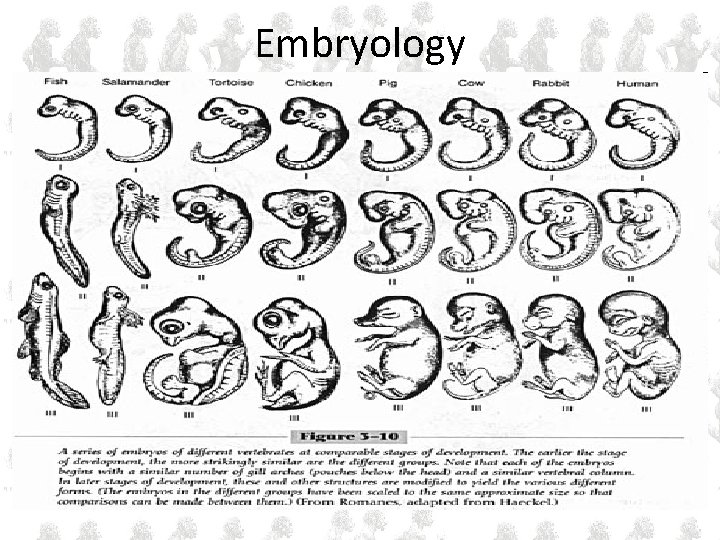 Embryology Embryology