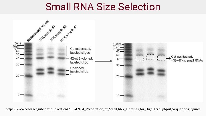 Small RNA Size Selection https: //www. researchgate. net/publication/231742684_Preparation_of_Small_RNA_Libraries_for_High-Throughput_Sequencing/figures 