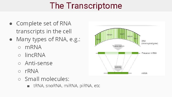 The Transcriptome ● Complete set of RNA transcripts in the cell ● Many types
