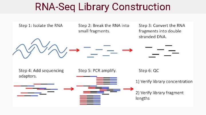 RNA-Seq Library Construction 