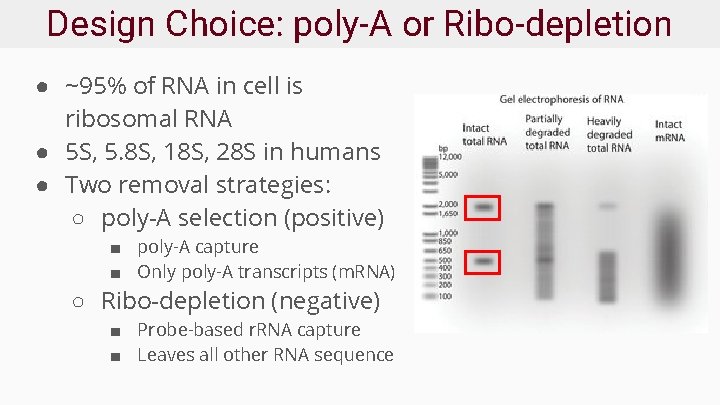 Design Choice: poly-A or Ribo-depletion ● ~95% of RNA in cell is ribosomal RNA