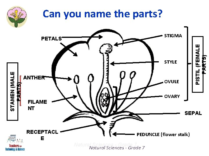 Can you name the parts? PISTIL (FEMALE PARTS) STIGMA PETALS STAMEN (MALE PARTS) STYLE