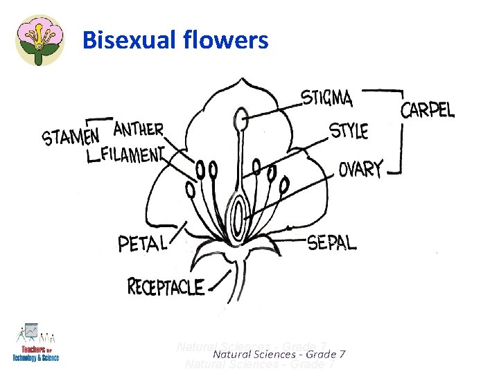 Bisexual flowers Natural Sciences - Grade 7 