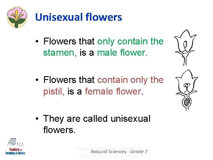 Unisexual flowers • Flowers that only contain the stamen, is a male flower. •