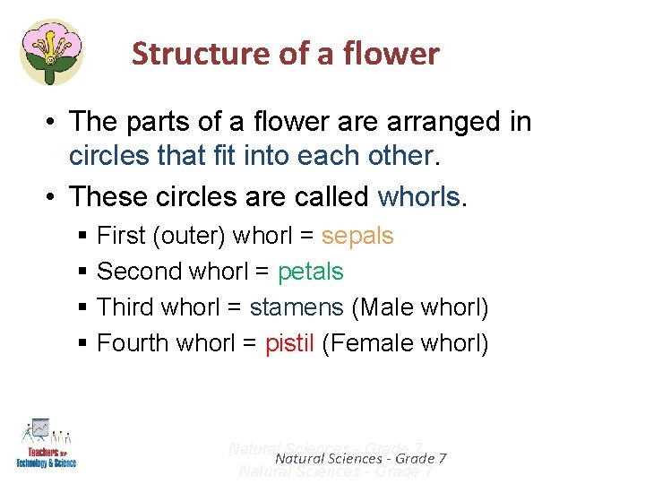 Structure of a flower • The parts of a flower are arranged in circles