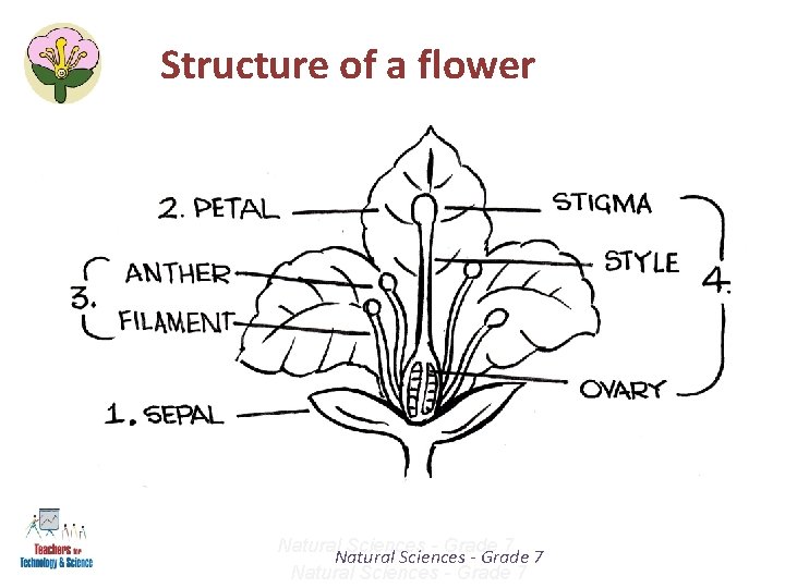 Structure of a flower Natural Sciences - Grade 7 