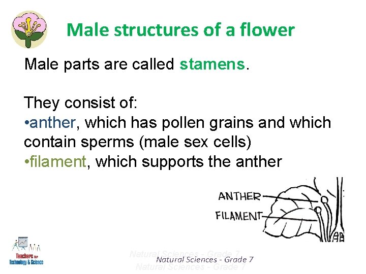 Male structures of a flower Male parts are called stamens. They consist of: •