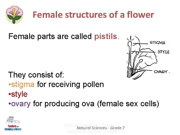 Female structures of a flower Female parts are called pistils. They consist of: •