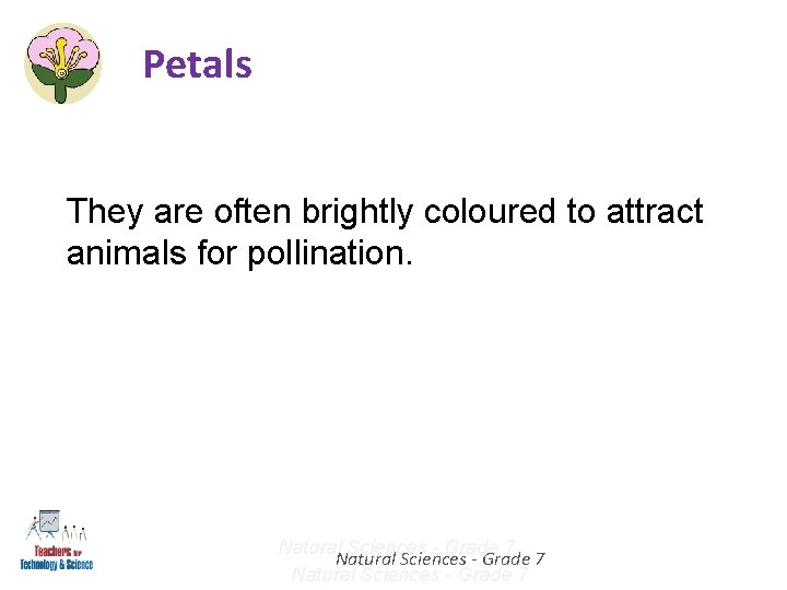 Petals They are often brightly coloured to attract animals for pollination. Natural Sciences -