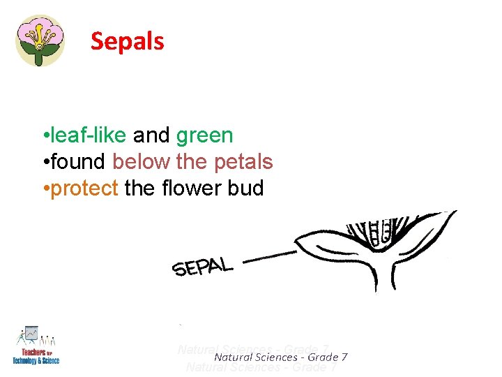 Sepals • leaf-like and green • found below the petals • protect the flower