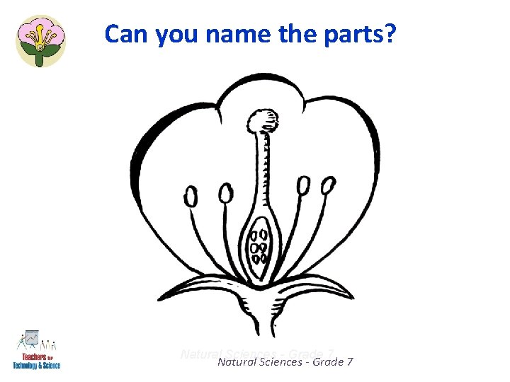 Can you name the parts? Natural Sciences - Grade 7 