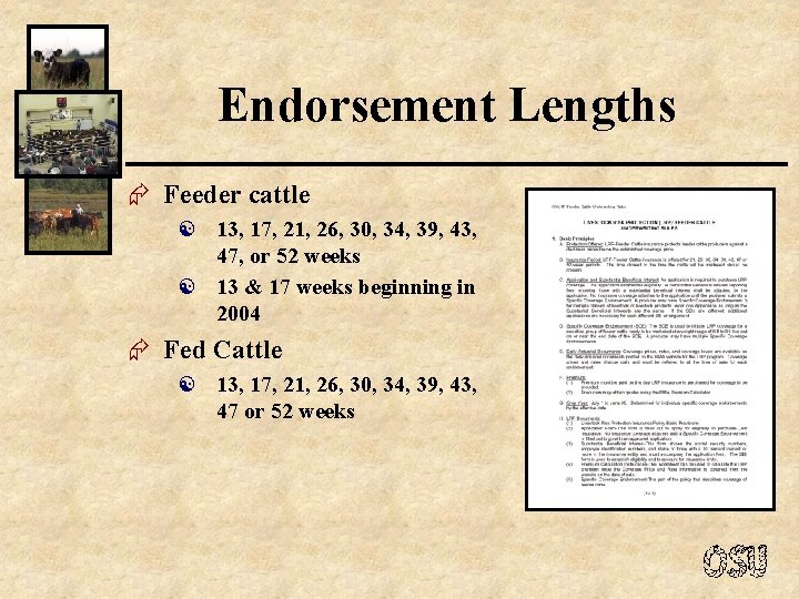 Endorsement Lengths Æ Feeder cattle 13, 17, 21, 26, 30, 34, 39, 43, 47,