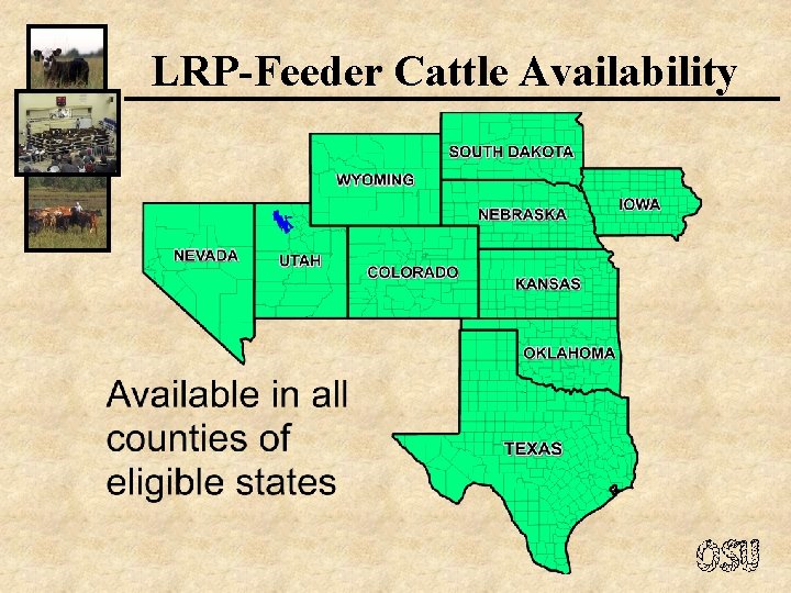 LRP-Feeder Cattle Availability 