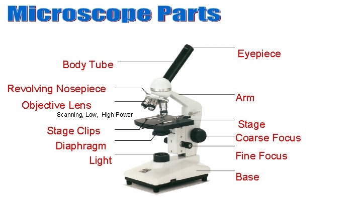 Body Tube Revolving Nosepiece Objective Lens Eyepiece Arm Scanning, Low, High Power Stage Clips