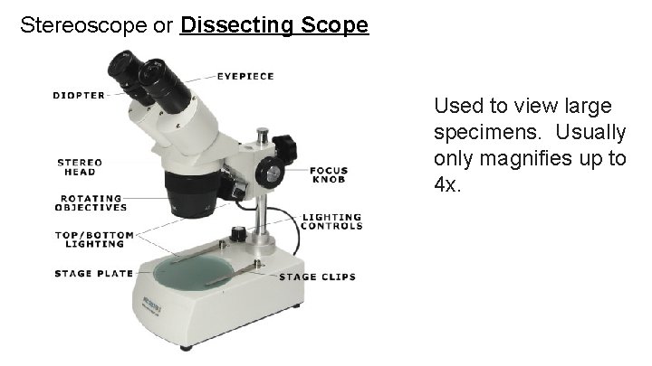 Stereoscope or Dissecting Scope Used to view large specimens. Usually only magnifies up to