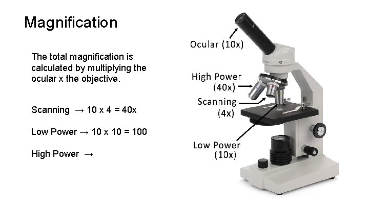Magnification The total magnification is calculated by multiplying the ocular x the objective. Scanning