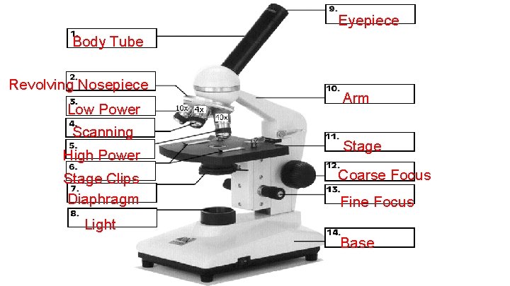 Eyepiece Body Tube Revolving Nosepiece Low Power Scanning High Power Stage Clips Diaphragm Arm