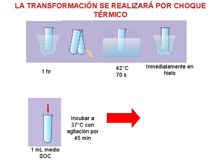 LA TRANSFORMACIÓN SE REALIZARÁ POR CHOQUE TÉRMICO 42°C 70 s 1 hr Incubar a