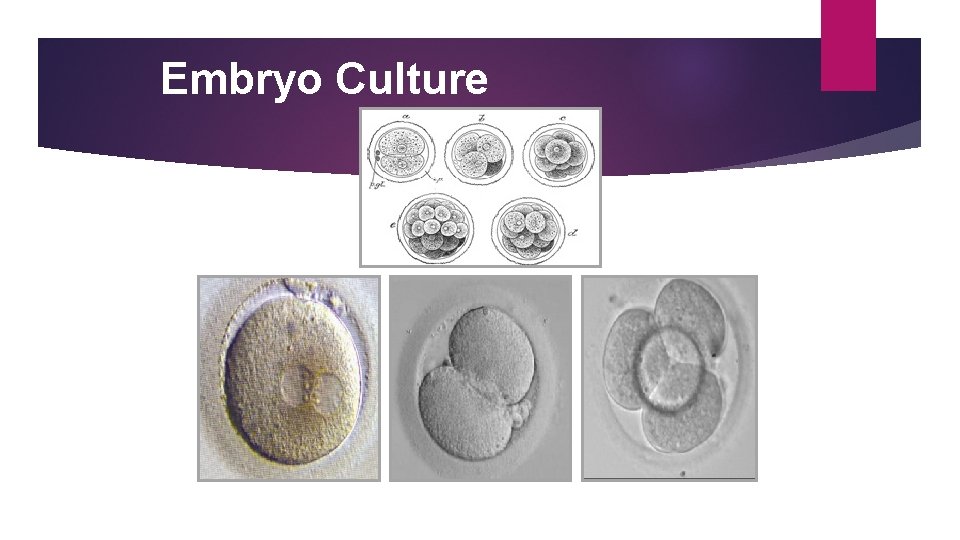 Embryo Culture 