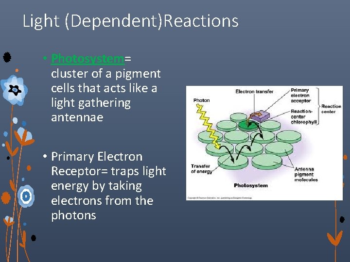 Light (Dependent)Reactions • Photosystem= cluster of a pigment cells that acts like a light