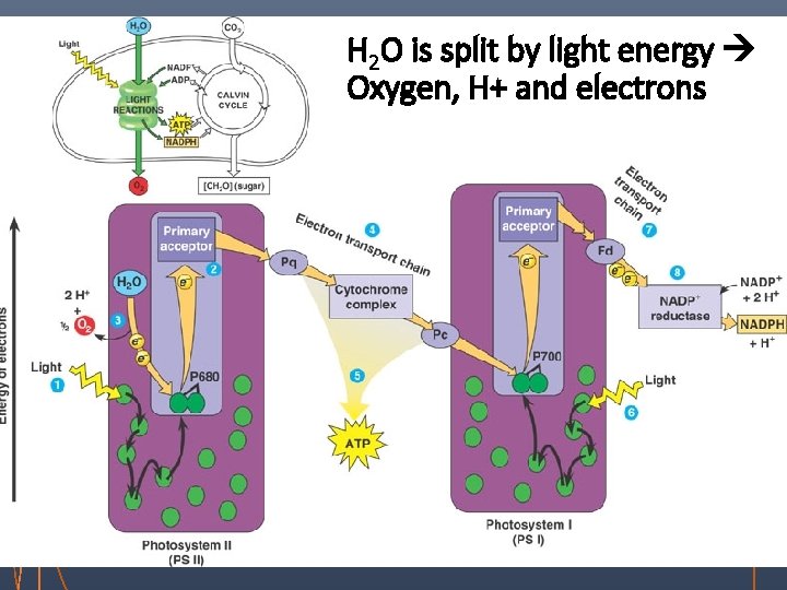 H 2 O is split by light energy Oxygen, H+ and electrons 