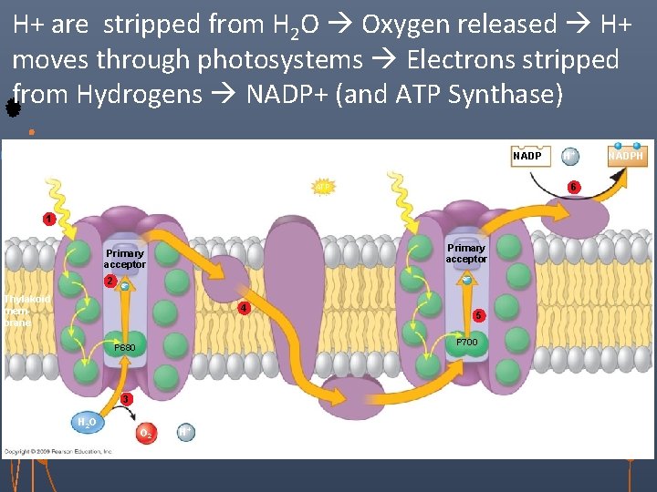 H+ are stripped from H 2 O Oxygen released H+ moves through photosystems Electrons