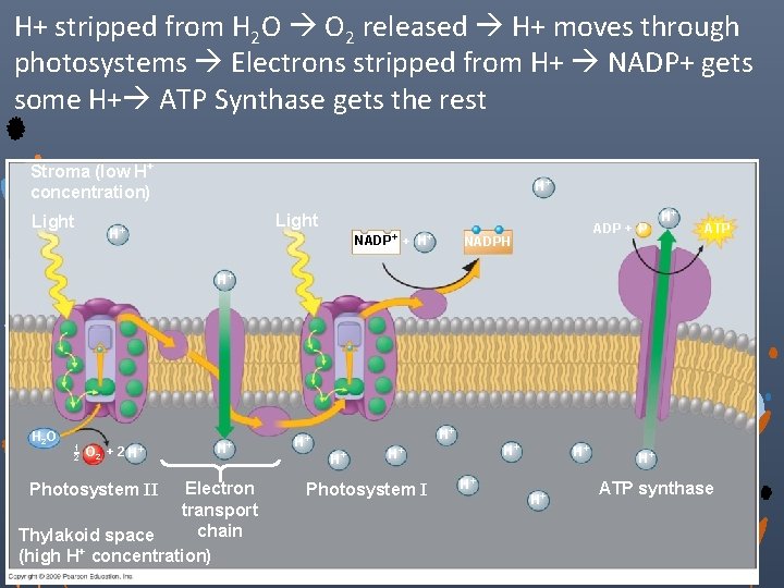 H+ stripped from H 2 O O 2 released H+ moves through photosystems Electrons
