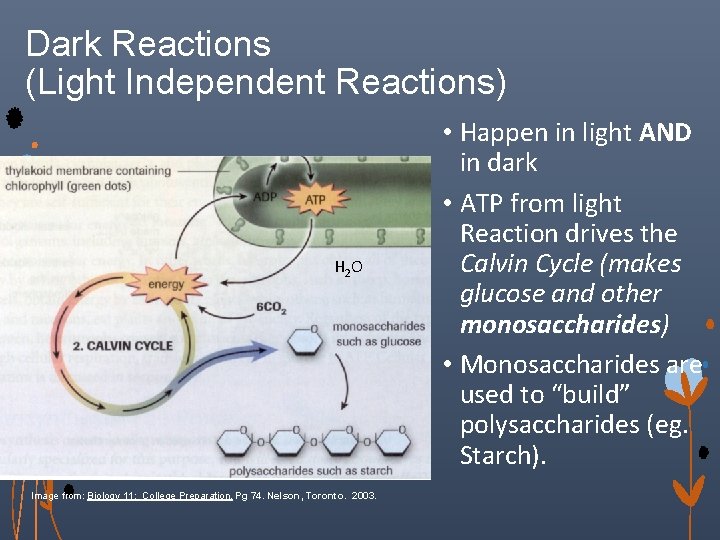 Dark Reactions (Light Independent Reactions) H 2 O Image from: Biology 11: College Preparation.