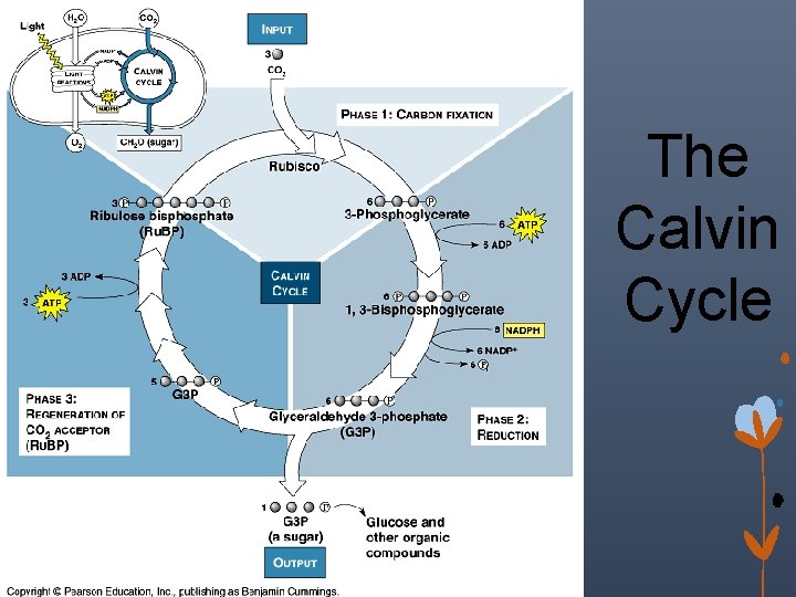 The Calvin Cycle 