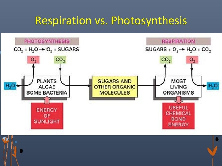 Respiration vs. Photosynthesis 