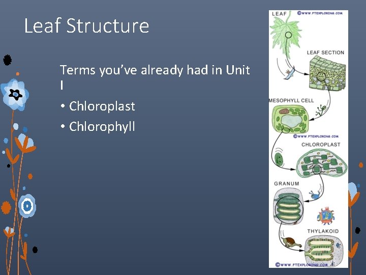 Leaf Structure Terms you’ve already had in Unit I • Chloroplast • Chlorophyll 
