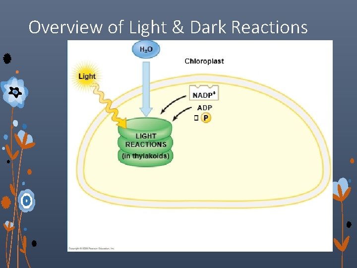 Overview of Light & Dark Reactions 