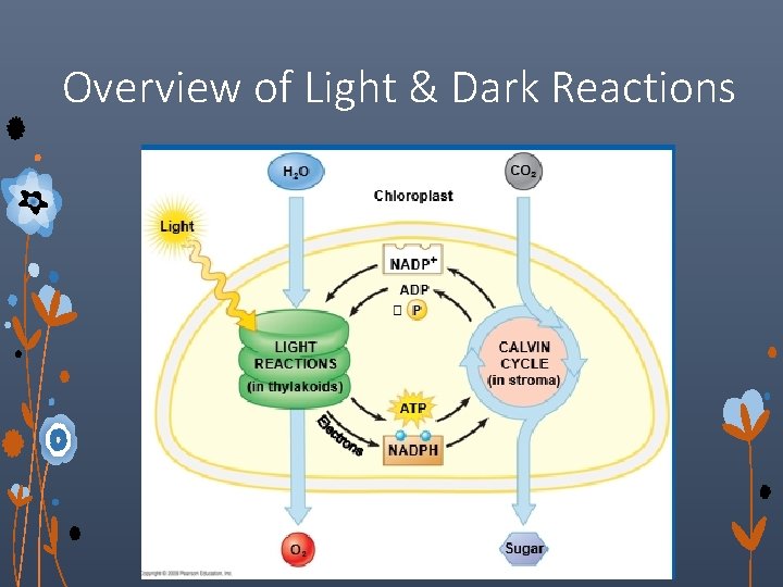 Overview of Light & Dark Reactions 