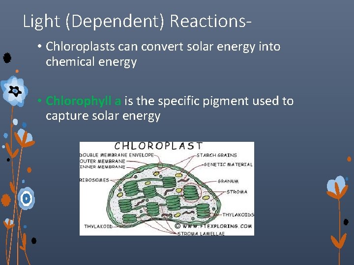 Light (Dependent) Reactions • Chloroplasts can convert solar energy into chemical energy • Chlorophyll
