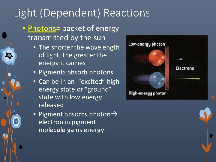 Light (Dependent) Reactions • Photons= packet of energy transmitted by the sun • The