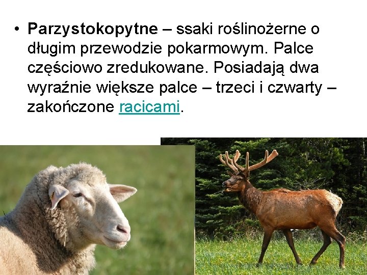  • Parzystokopytne – ssaki roślinożerne o długim przewodzie pokarmowym. Palce częściowo zredukowane. Posiadają