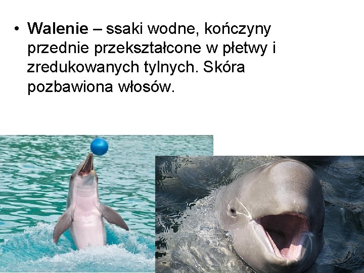  • Walenie – ssaki wodne, kończyny przednie przekształcone w płetwy i zredukowanych tylnych.