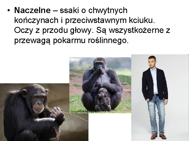  • Naczelne – ssaki o chwytnych kończynach i przeciwstawnym kciuku. Oczy z przodu