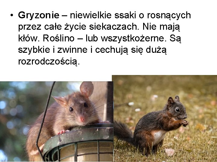  • Gryzonie – niewielkie ssaki o rosnących przez całe życie siekaczach. Nie mają