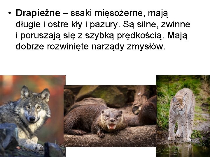  • Drapieżne – ssaki mięsożerne, mają długie i ostre kły i pazury. Są