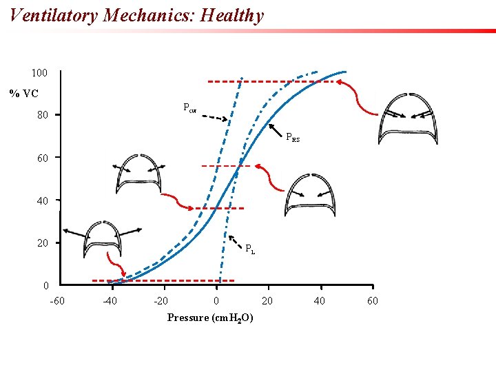 Ventilatory Mechanics: Healthy 100 % VC Pcw 80 PRS 60 40 20 PL 0
