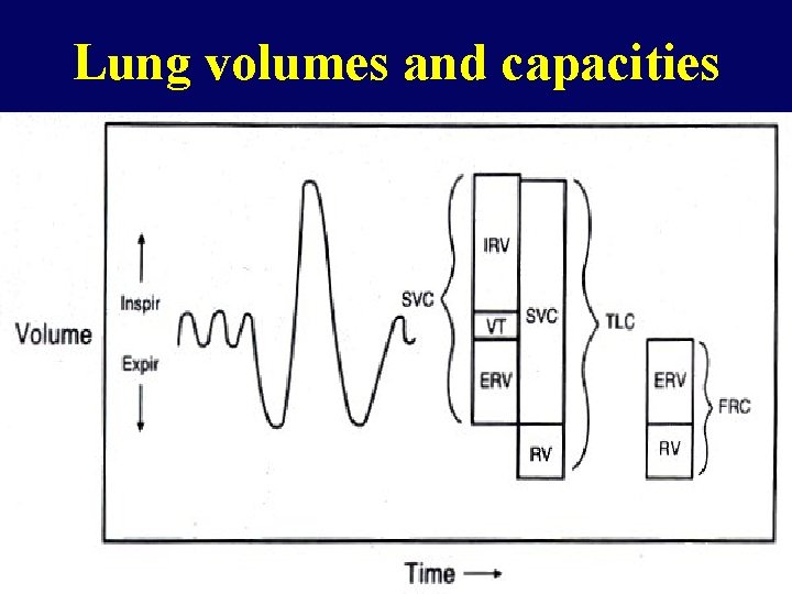 Lung volumes and capacities 