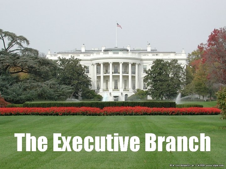 The Executive Branch 