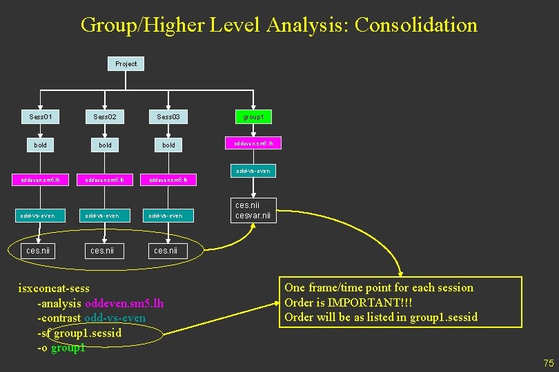 Group/Higher Level Analysis: Consolidation Project Sess 01 Sess 02 Sess 03 group 1 bold