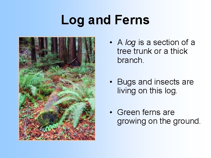Log and Ferns • A log is a section of a tree trunk or