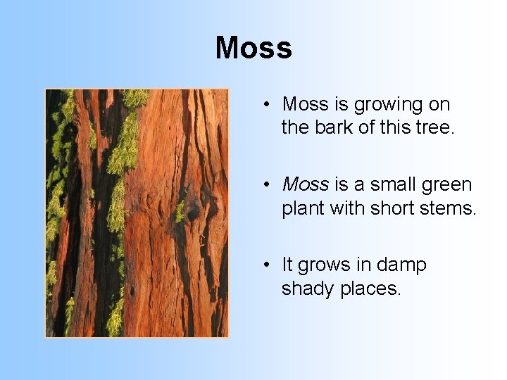 Moss • Moss is growing on the bark of this tree. • Moss is